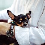 Tips for Traveling with Pets on an Airplane