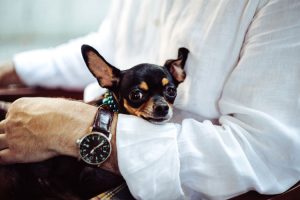 Tips for Traveling with Pets on an Airplane